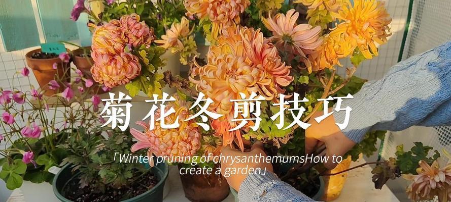 菊花的修剪方法是什么？怎样修剪才能促进其开花？