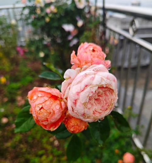 橘子星球的花语有何特别之处？橘子星球花语的寓意是什么？