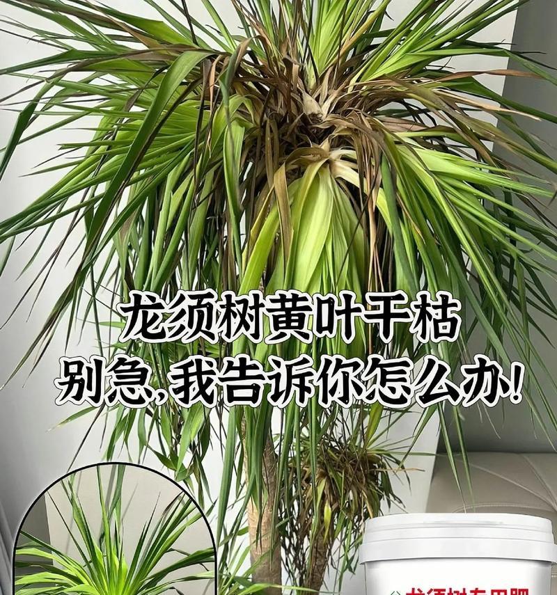 扶桑叶子发黄应如何处理？