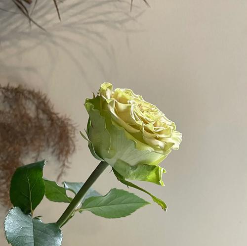 上官婉儿诗词的花语是什么？有何特别含义？