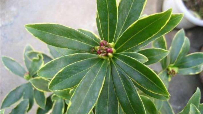 金边瑞香烂根怎么救？需要换盆吗？
