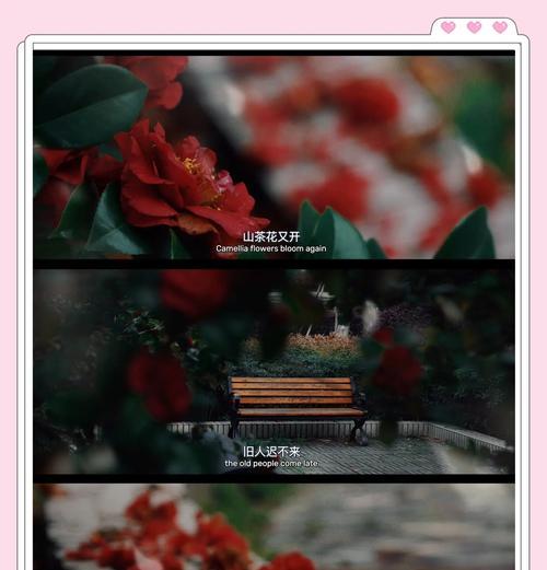 山茶花的友谊花语有哪些？