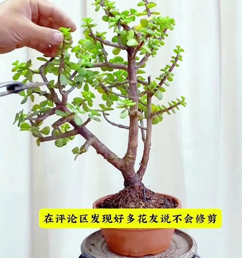 金枝玉叶繁殖方法是什么？如何确保成活率？