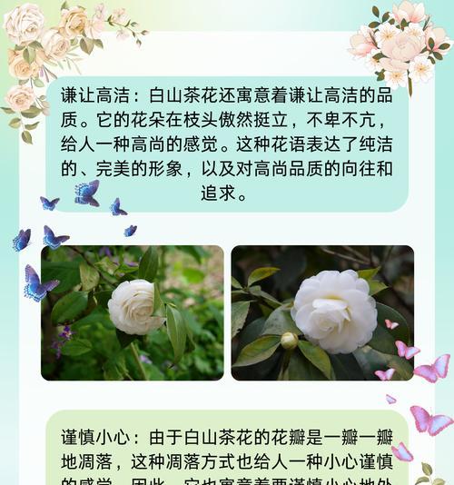 山茶花的友谊花语有哪些？