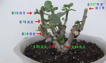 扶桑修剪的最佳时机是什么时候？如何正确修剪？