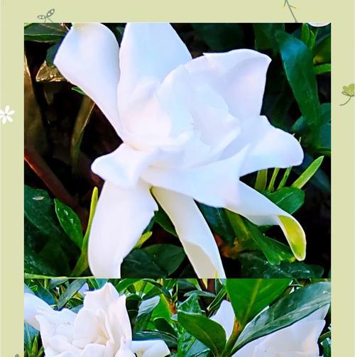 栀子花的花语背后有何故事？