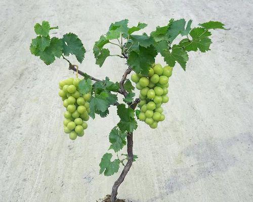 盆栽葡萄一年能结两次果吗？哪些品种可以实现？