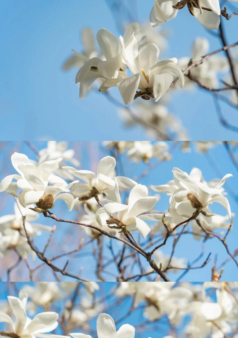 白玉兰的花语配音有何特别？
