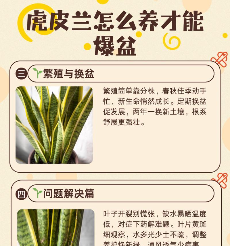 海虎兰修剪的正确步骤是什么？修剪后如何护理？