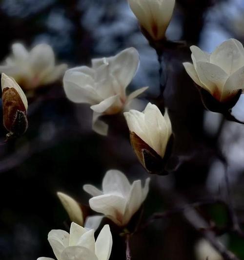 白玉兰的花语配音有何特别？