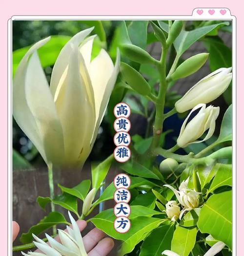 白玉兰的花语配音有何特别？