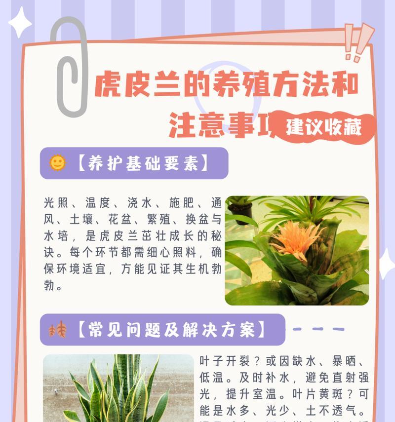 海虎兰修剪的正确步骤是什么？修剪后如何护理？