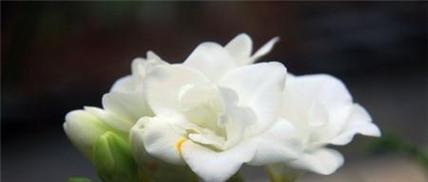 丝状花语在网络用语中是什么意思？丝状花语代表了什么？