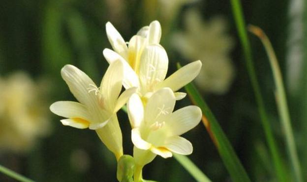 丝状花语在网络用语中是什么意思？丝状花语代表了什么？