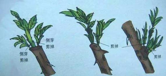 发财树修剪的最佳时机是什么时候？如何修剪才能促进其生长？
