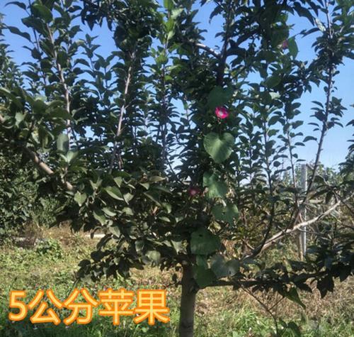 盆景苹果树只结一个果子的原因？