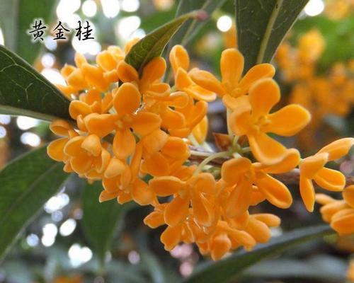 桂花嫁接的最佳时间是什么时候？