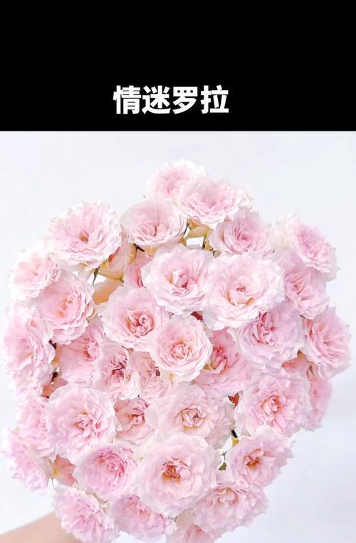 疯狂的痴迷花语有何含义？