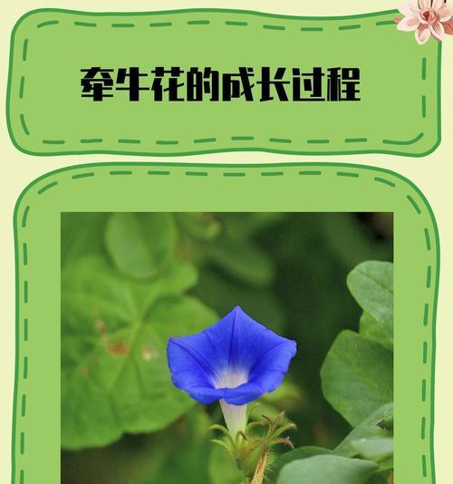 喇叭花的特点是什么？喇叭花的识别特征有哪些？