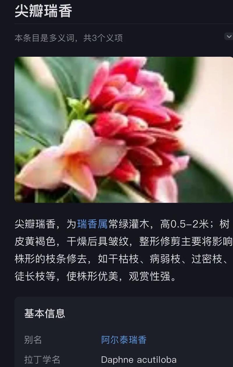 瑞香换盆的最佳时机是什么时候？瑞香换盆的正确步骤是什么？
