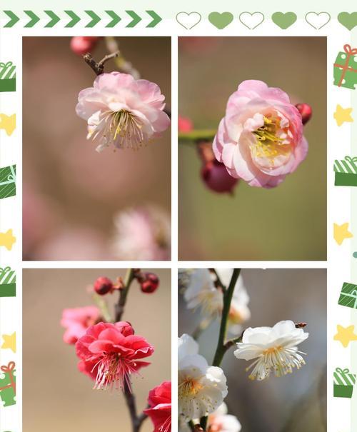 松竹梅的寓意是什么？它们的花语有何特别之处？