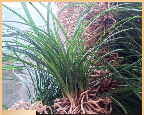 哪种盆栽植物像青草？大型盆栽植物如何养护？