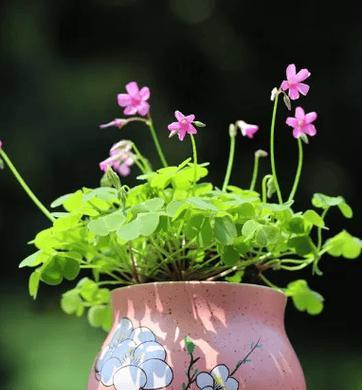 哪种盆栽植物像青草？大型盆栽植物如何养护？