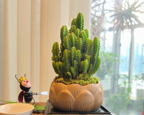 哪种盆栽植物像青草？大型盆栽植物如何养护？