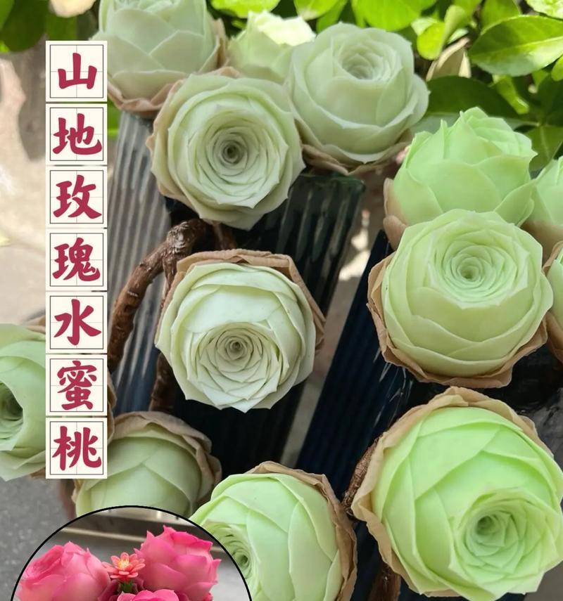 太空玫瑰的寓意是什么？