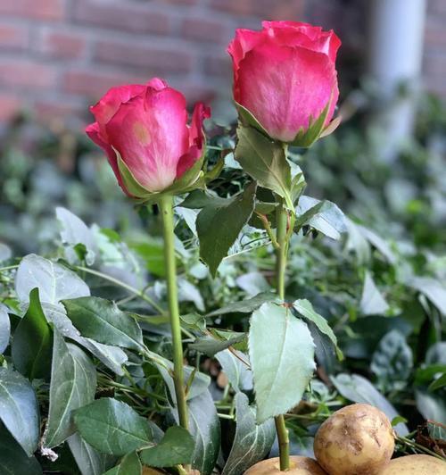 玫瑰花土壤如何自己配制？配制玫瑰花土壤的正确方法是什么？