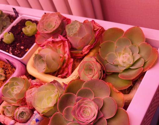 玫瑰花土壤如何自己配制？配制玫瑰花土壤的正确方法是什么？