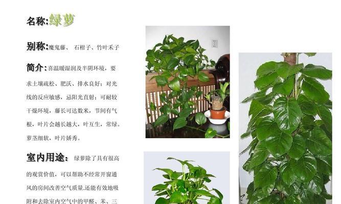 绿萝的生长特点是什么？如何利用绿萝的特点进行室内装饰？