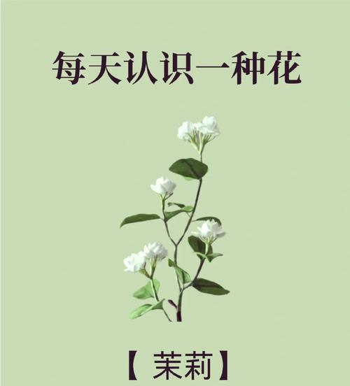 圆叶单瓣茉莉花的花语有何深意？