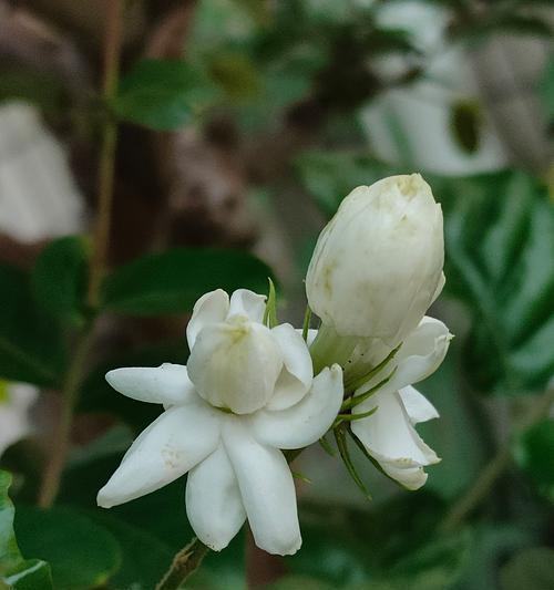 圆叶单瓣茉莉花的花语有何深意？