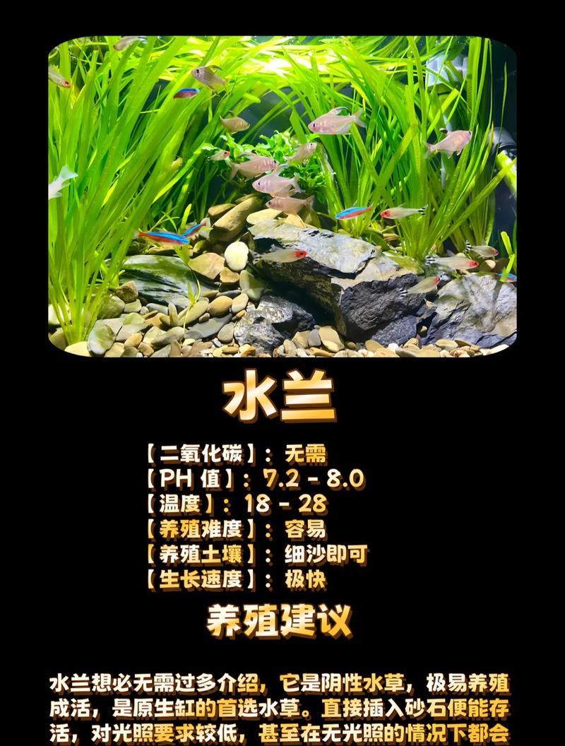 水养花卉有哪些种类？如何进行水养？