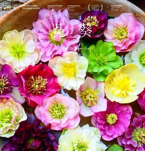 生活中常见花卉颜色及其花语是什么？