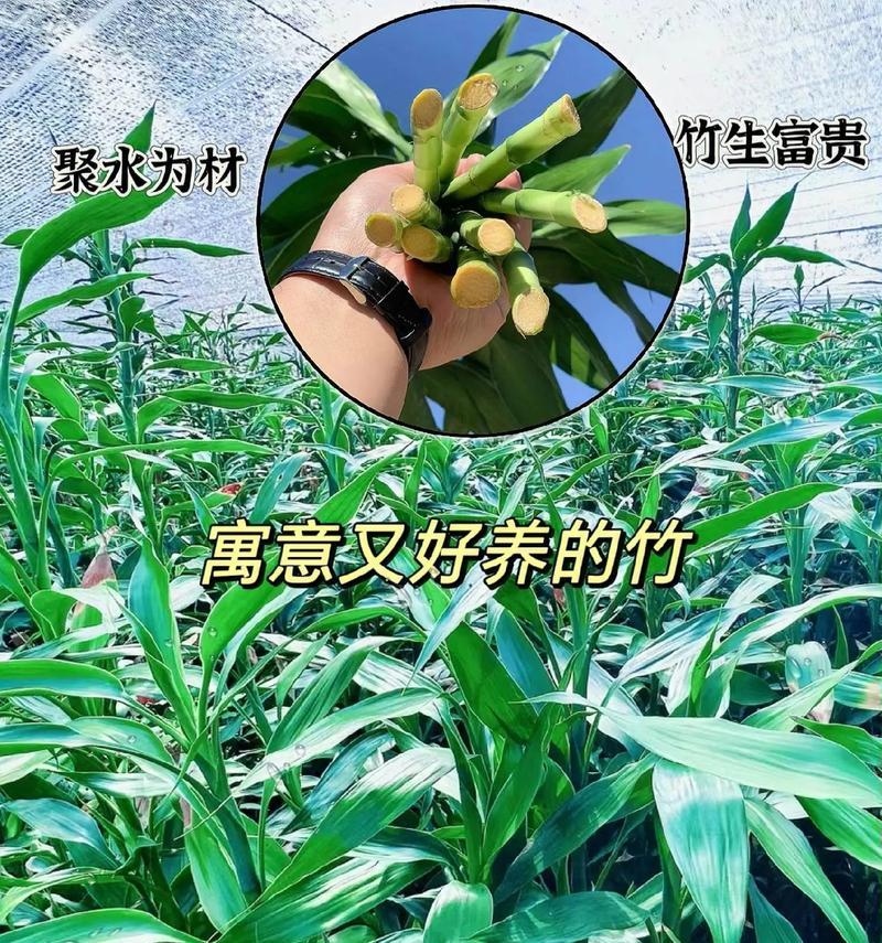 水竹怎么养才能长得好？如何保持其健康生长？