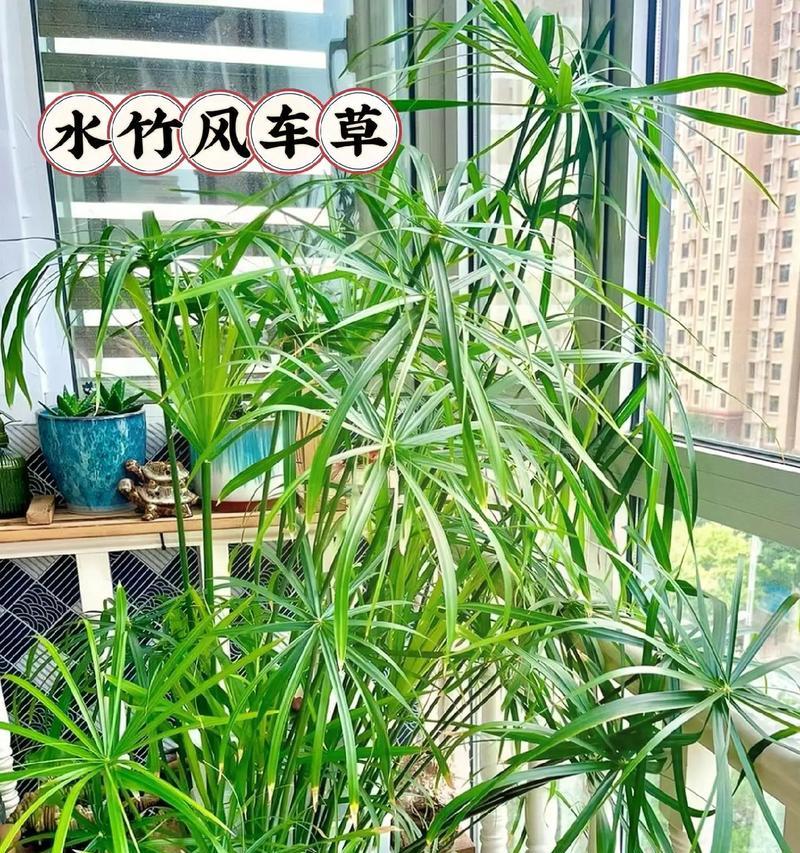 水竹怎么养才能长得好？如何保持其健康生长？