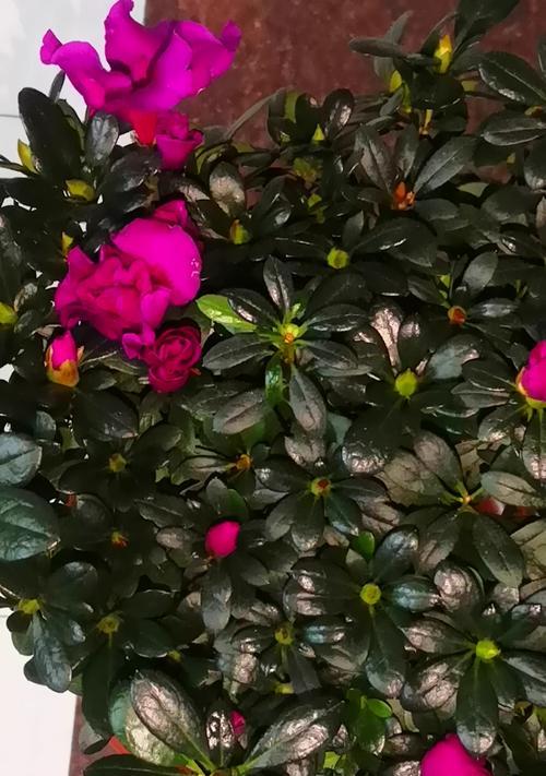杜鹃什么时候开花？杜鹃花的开花期是什么时候？