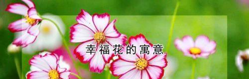 哪种花的花语是寄予幸福？它有何特别之处？