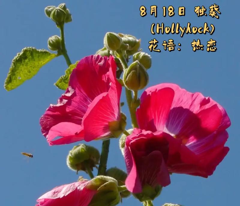 哪种花的花语是寄予幸福？它有何特别之处？