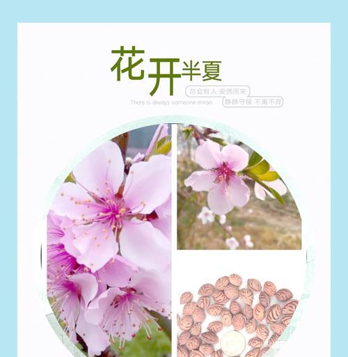 柠檬佳人的花语是什么？它代表了什么？