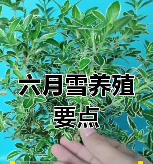六月雪的养护要点是什么？