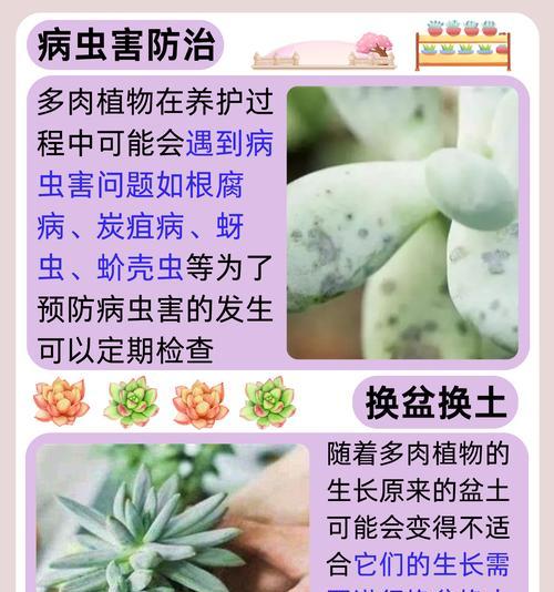 夏天多肉植物养护技巧有哪些？