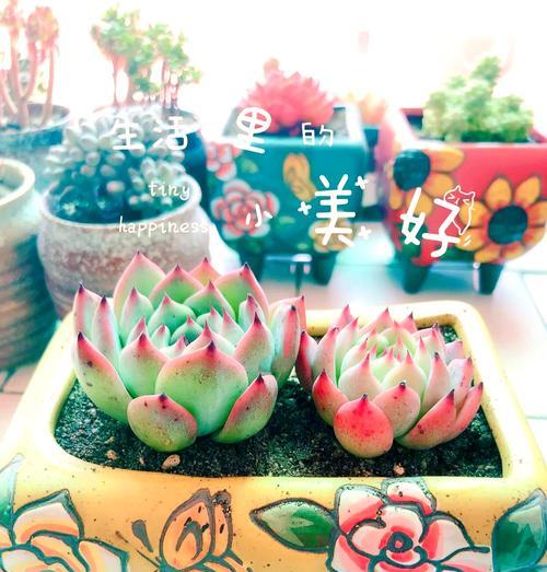 夏天多肉植物养护技巧有哪些？