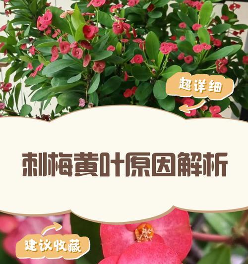小刺梅的养护要点有哪些？怎样才能养好小刺梅？