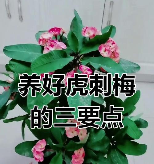 小刺梅的养护要点有哪些？怎样才能养好小刺梅？