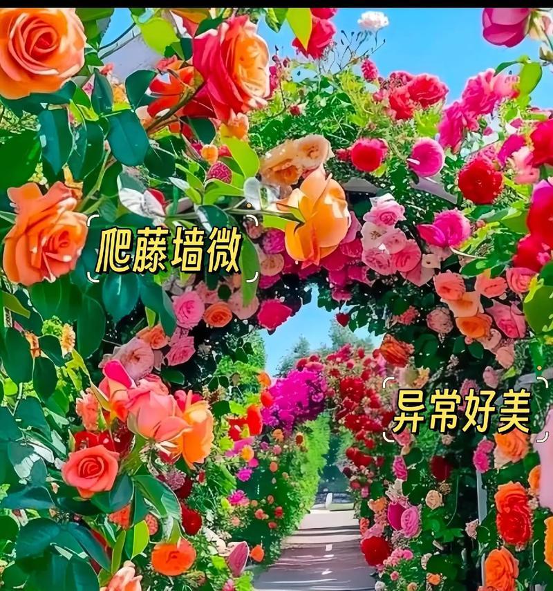 蔷薇的最佳种植时间是什么时候？如何选择合适的种植地点？