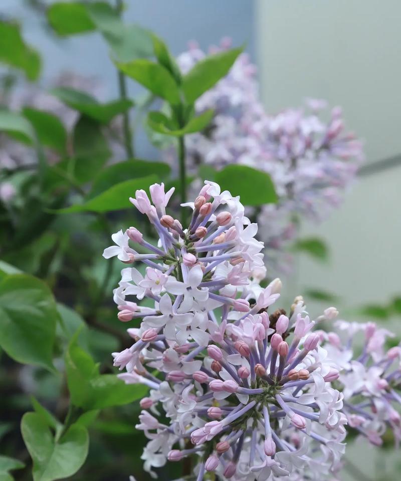 中国丁香花的花语有哪些？它代表了什么情感？