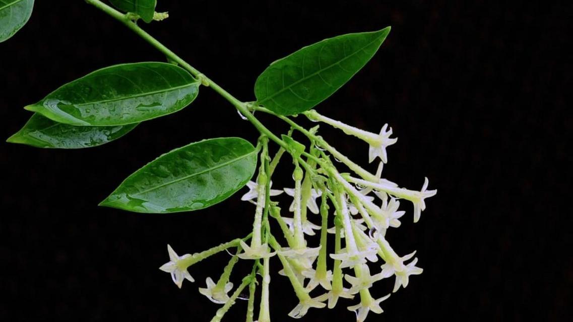 夜来香的花朵特征是什么？如何识别夜来香花？
